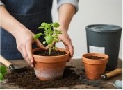 Person planting a small green herb in a clay pot with fresh compost soil